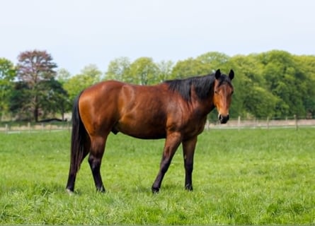 Quarter horse américain, Étalon, 2 Ans, 150 cm, Bai