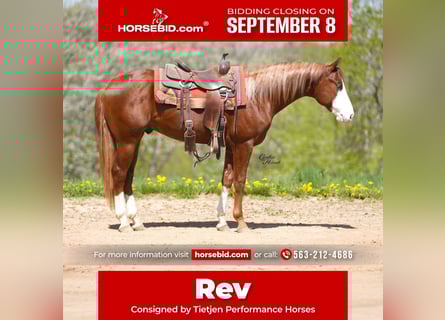 Quarter horse américain, Étalon, 2 Ans, 152 cm, Alezan cuivré