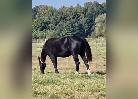 Quarter horse américain, Étalon, 2 Ans, 152 cm, Noir