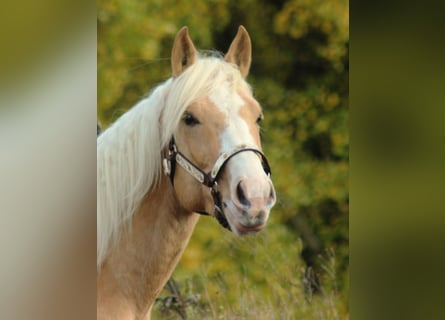 Quarter horse américain, Étalon, 2 Ans, 152 cm, Palomino