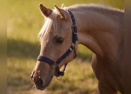 Quarter horse américain, Étalon, 2 Ans, 152 cm, Palomino