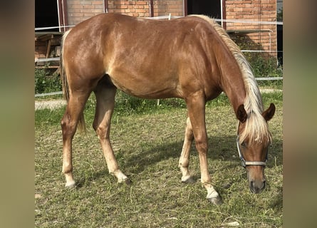 Quarter horse américain, Étalon, 2 Ans, 153 cm, Alezan