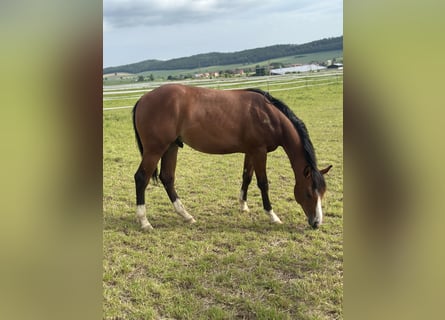 Quarter horse américain, Étalon, 2 Ans, 155 cm, Bai