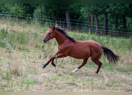 Quarter horse américain, Étalon, 2 Ans, 155 cm, Bai
