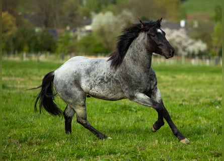 Quarter horse américain, Étalon, 2 Ans, 155 cm, Rouan bleu