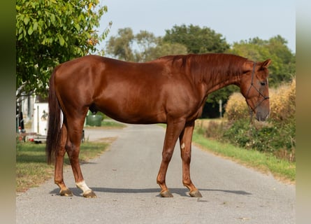 Quarter horse américain, Étalon, 2 Ans, 160 cm, Alezan