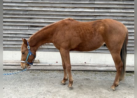 Quarter horse américain, Étalon, 2 Ans, Alezan