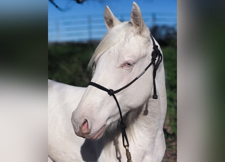 Quarter horse américain, Étalon, 2 Ans, Cremello