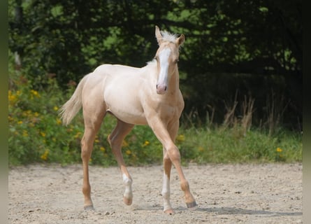 Quarter horse américain, Étalon, 2 Ans, Palomino