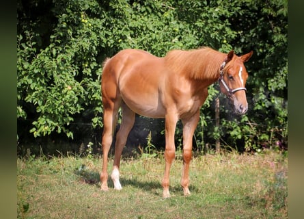 Quarter horse américain, Étalon, 2 Ans