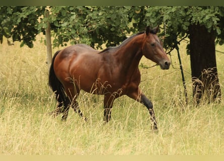 Quarter horse américain, Étalon, 3 Ans, 142 cm