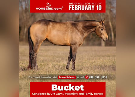 Quarter horse américain, Étalon, 3 Ans, 147 cm, Buckskin