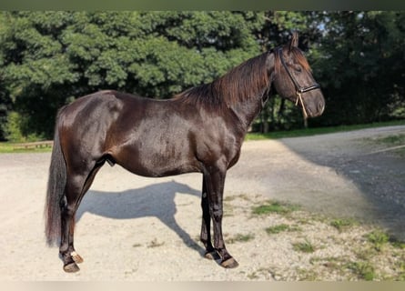 Quarter horse américain, Étalon, 3 Ans, 147 cm, Noir