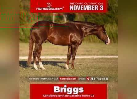 Quarter horse américain, Étalon, 3 Ans, 150 cm, Alezan brûlé