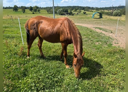 Quarter horse américain, Étalon, 3 Ans, 150 cm, Alezan