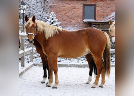 Quarter horse américain, Étalon, 3 Ans, 153 cm, Alezan