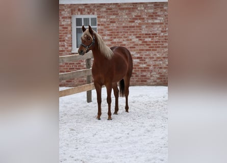 Quarter horse américain, Étalon, 3 Ans, 153 cm, Alezan