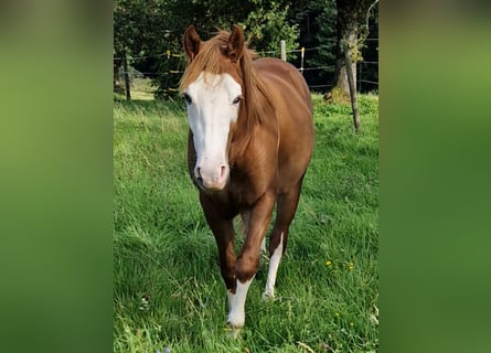 Quarter horse américain, Étalon, 3 Ans, 154 cm, Alezan