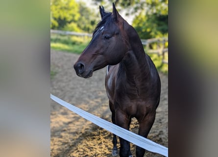 Quarter horse américain, Étalon, 3 Ans, 160 cm, Bai brun