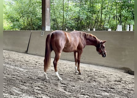 Quarter horse américain, Étalon, 3 Ans, Alezan