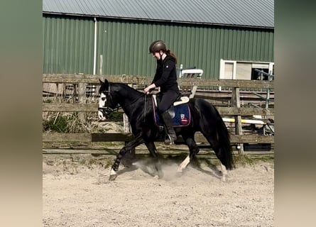 Quarter horse américain, Étalon, 4 Ans, 140 cm, Noir