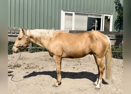 Quarter horse américain, Étalon, 4 Ans, 148 cm, Palomino