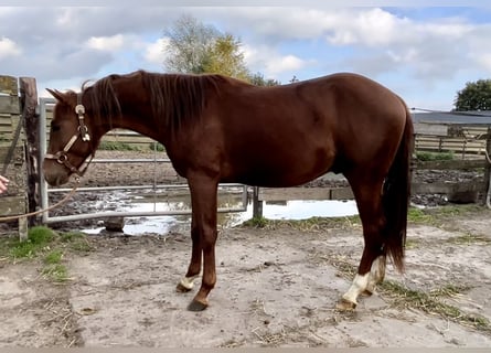 Quarter horse américain, Étalon, 4 Ans, 149 cm, Alezan
