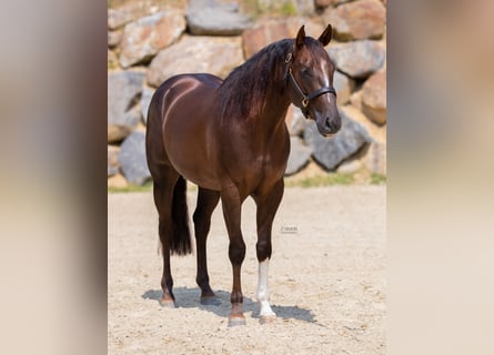 Quarter horse américain, Étalon, 4 Ans, 155 cm, Bai brun