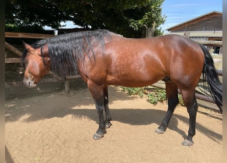 Quarter horse américain, Étalon, 4 Ans