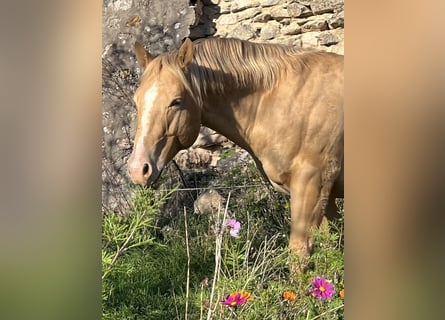 Quarter horse américain, Étalon, 5 Ans, 147 cm, Champagne