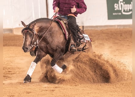 Quarter horse américain, Étalon, 5 Ans, 149 cm, Buckskin