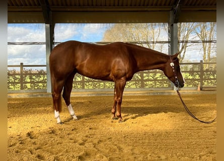 Quarter horse américain, Étalon, 5 Ans, 153 cm