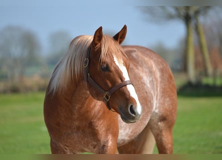 Quarter horse américain, Étalon, 5 Ans