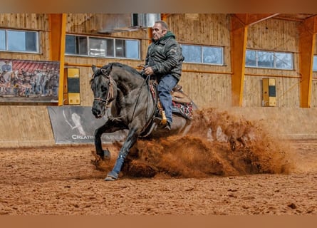 Quarter horse américain, Étalon, 9 Ans, 156 cm, Grullo