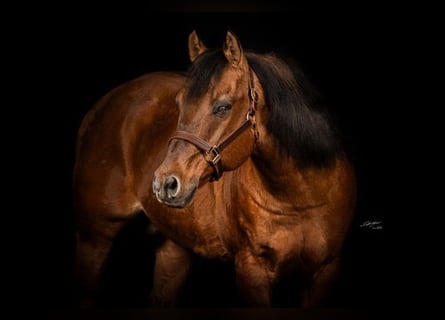 Quarter horse américain, Étalon, 25 Ans, 148 cm, Alezan dun