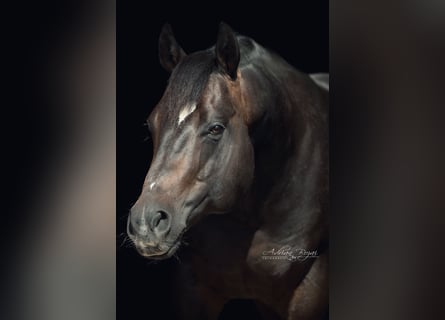Quarter horse américain, Étalon, 12 Ans, Bai brun