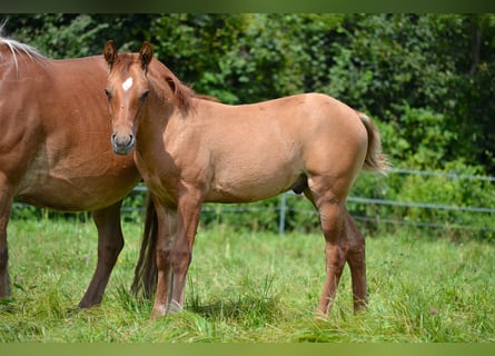 Quarter horse américain Croisé, Étalon, Poulain (05/2024), 140 cm, Alezan dun