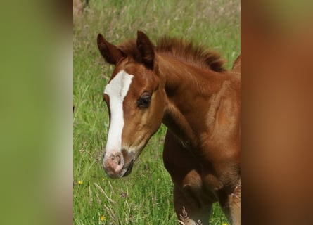 Quarter horse américain, Étalon, Poulain (04/2026), 150 cm, Alezan