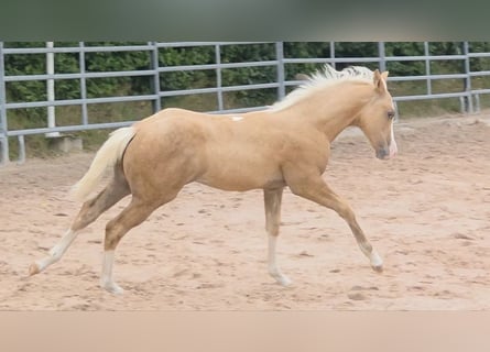 Quarter horse américain, Étalon, Poulain (04/2025), 150 cm, Palomino