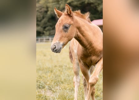Quarter horse américain, Étalon, Poulain (05/2025), 153 cm