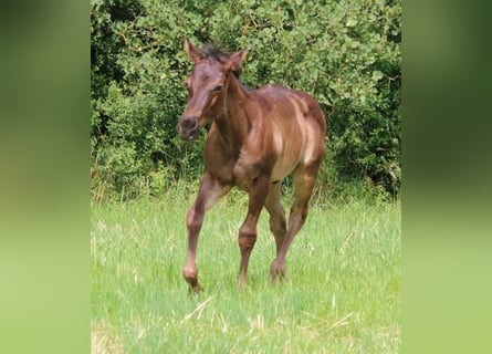 Quarter horse américain, Étalon, , 153 cm, Rouan Bleu