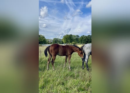 Quarter horse américain, Étalon, Poulain (06/2026), 154 cm, Bai