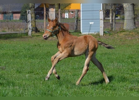 Quarter horse américain, Étalon, Poulain (03/2026), 154 cm, Champagne