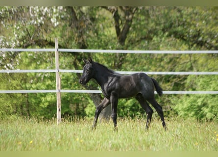 Quarter horse américain, Étalon, , 154 cm, Rouan Bleu