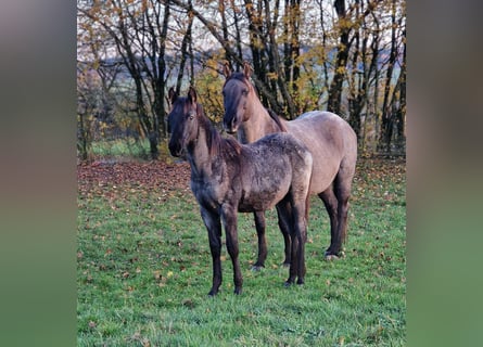Quarter horse américain, Étalon, Poulain (04/2025), 154 cm, Rouan Bleu