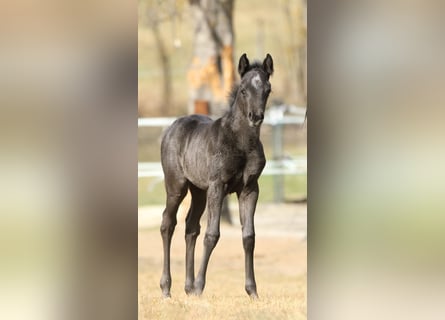 Quarter horse américain, Étalon, , 155 cm, Rouan Bleu