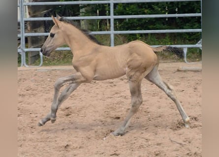 Quarter horse américain, Étalon, Poulain (05/2026), 156 cm, Grullo