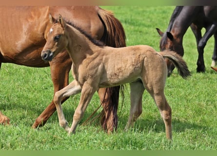 Quarter horse américain, Étalon, Poulain (04/2024), 156 cm, Isabelle