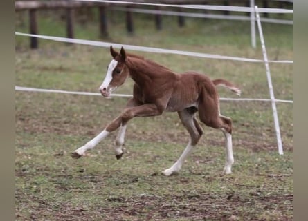 Quarter horse américain, Étalon, , 158 cm, Alezan brûlé