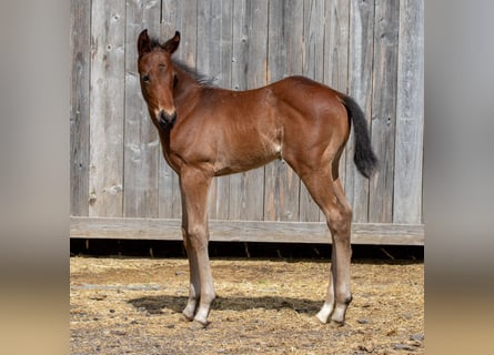 Quarter horse américain, Étalon, Poulain (04/2026), 160 cm, Roan-Bay